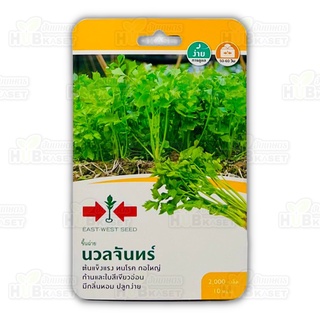 🌱 ศรแดง 🇹🇭 ขึ้นฉ่าย นวลจันทร์ ขนาดบรรจุประมาณ 2000 เมล็ด อายุเก็บเกี่ยว 50-60 วัน