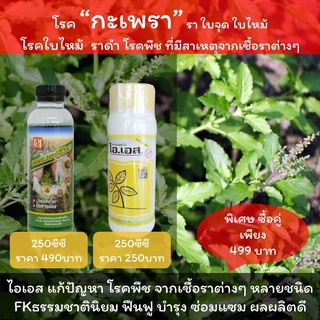 ยาแก้กะเพราใบไหม้ ยารักษาโรคกะเพราใบจุด โรคราต่างๆ ใช้ ไอเอส + FKธรรมชาตินิยม