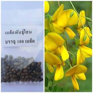 ซื้อ 5 ฟรี 1 เมล็ดพันธุ์โสน โสน โสนทานดอก โสนเพาะเห็ดตับเต่า ต้นโสน 100 เมล็ด