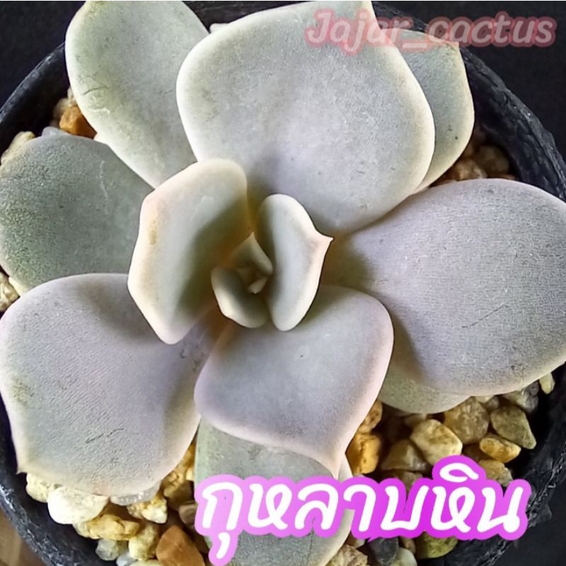 ไม้อวบน้ำ กุหลาบหิน 25฿