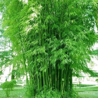 [จัดส่งรวดเร็ว] 50เมล็ดพืชเมล็ดไผ่โมโซยักษ์การปลูกเมล็ดไผ่โมโซสีฟ้าสวนสี่ฤดูเขียวชอุ่มตลอดปีสวนสีเขียวไม้ประดับฟอกอากาศเ