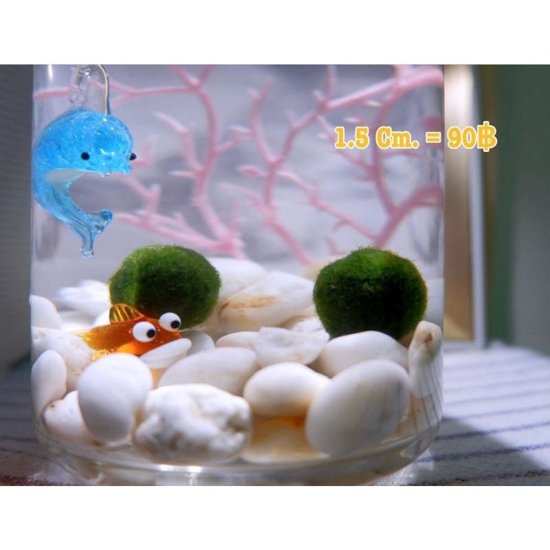 มาริโมะ ขนาด 1.2 cm สายพันธุ์ญี่ปุ่น มีคู่มือการเลี้ยงให้