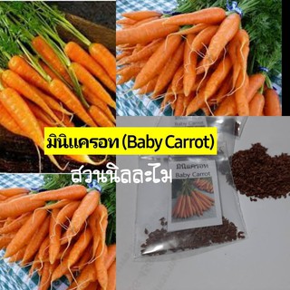 เมล็ดพันธุ์มินิแครอทสีส้มปริมาณ100เมล็ด