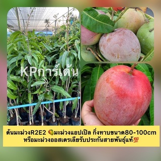 ต้นมะม่วงR2E2 🥭มะม่วงแอปเปิล​ กิ่งทาบขนาด80-100cm หรือมะม่วงออสเตรเลีย​รับประกันสายพันธุ์​แท้💯