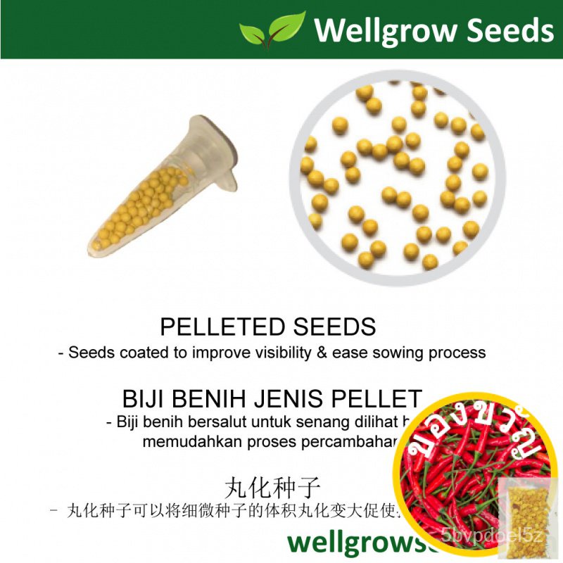 เมล็ดพืช: Torenia Kauai 10เมล็ด G3LU