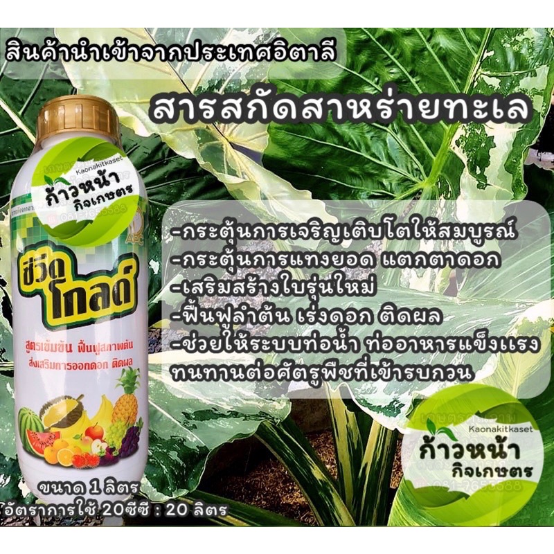 ซีวิดโกลด์🌱ฟื้นฟูลำต้น,เร่งดอก,ติดผล,กระตุ้นการแทงยอด,กระตุ้นแทงตาดอก  สินค้าคุณภาพจาก Cifo ประเทศอิ