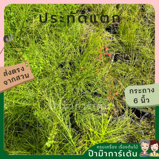 มุมมอง 2