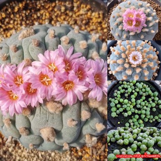 โลโฟ🌵เมล็ดพันธุ์แคคตัส🌵Lophophola Fricii โลโฟ  7 บาท กระบองเพชร