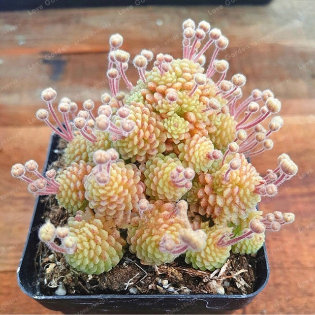 เมล็ดพันธุ์  Monanthes polyphylla