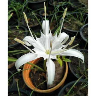 หัวว่านเศรษฐีน้ำเต้าทอง ว่านมหามงคล ว่านระฆังทอง  Pancratium zeylanicum L 2 หัว/ชุด