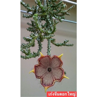 เก๋งจีน 💥ดอกใหญ่ ดอกลาย Orbea semota ssp. semata(ส่งต้นที่ยังไม่มีดอกนะค่ะ)