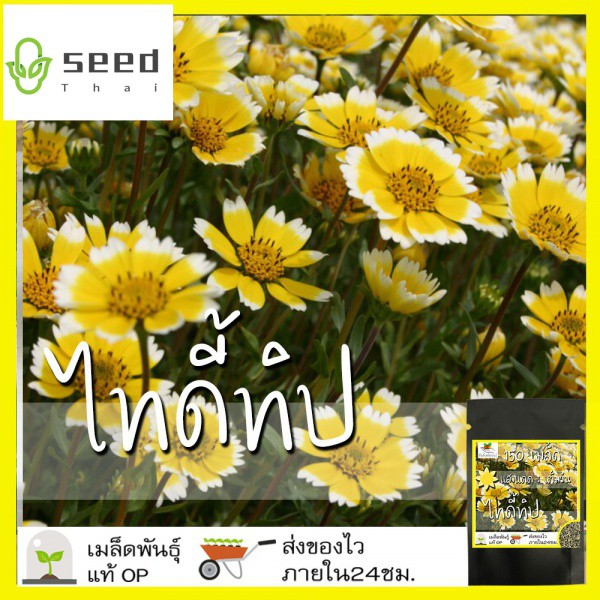 My Image 40