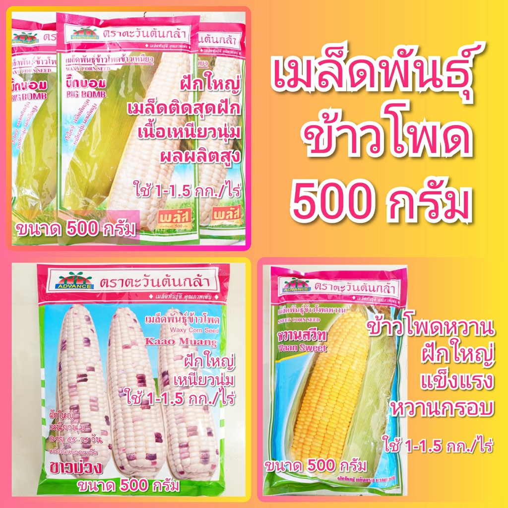 เมล็ดพันธุ์ข้าวโพด 500 กรัม ตะวันต้นกล้า หวานสวีท ข้าวเหนียว ขาวม่วง