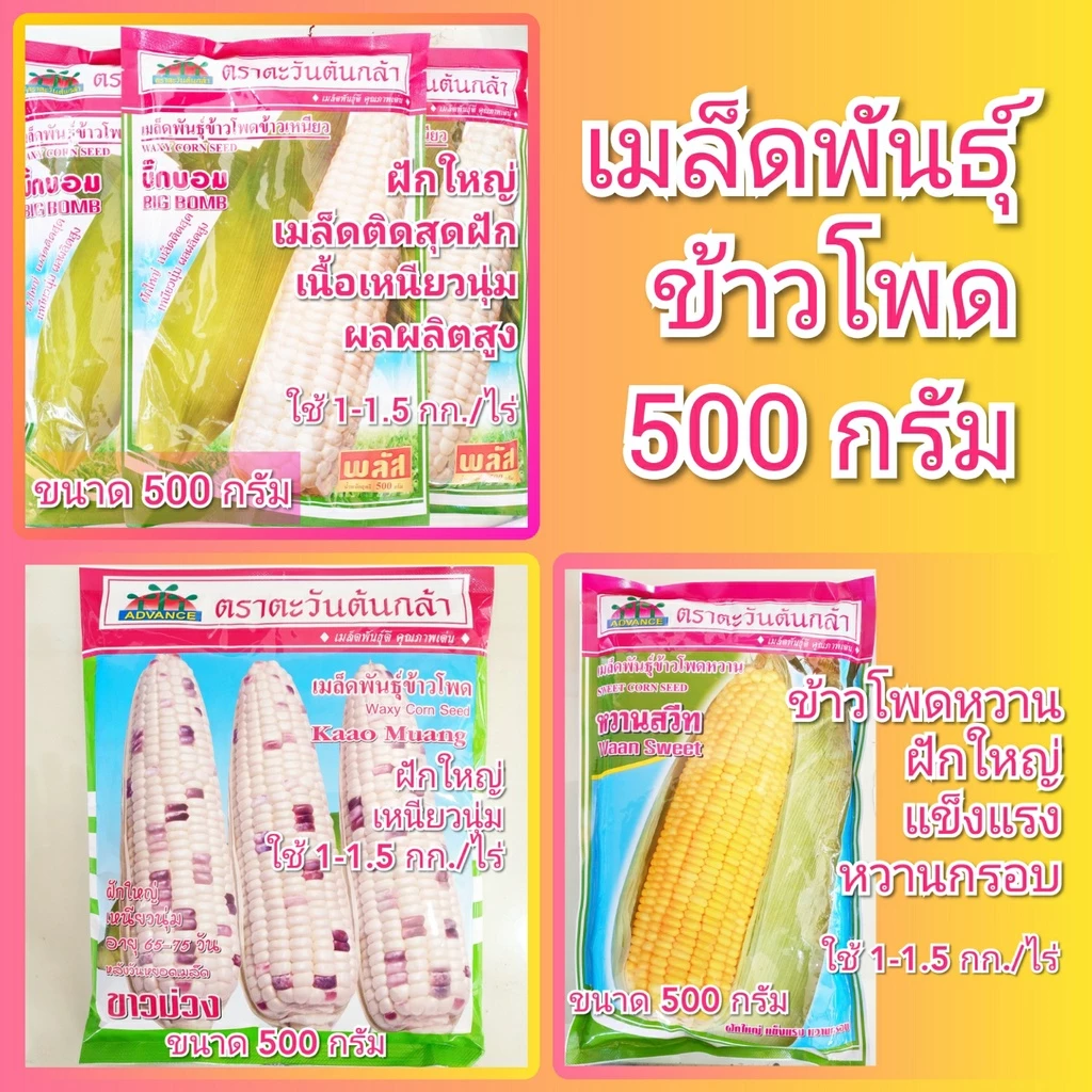 เมล็ดพันธุ์ข้าวโพด 500 กรัม ตะวันต้นกล้า หวานสวีท ข้าวเหนียว ขาวม่วง