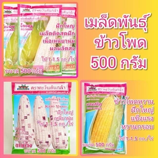 เมล็ดพันธุ์ข้าวโพด 500 กรัม ตะวันต้นกล้า หวานสวีท ข้าวเหนียว ขาวม่วง