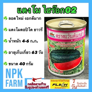 แตงโม ไฮร๊อก 02 ขนาด 40 กรัม ตะวันต้นกล้า ไฮรอค ล๊อตใหม่ ตอปิโด ทรงยาวรี ผิวเขียวเข้ม ติดผลดก น้ำหนัก 4-6 กิโลกรัม