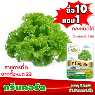 [ซื้อ10แถม1 + ฟรีคู่มือ] เมล็ดพันธุ์ กรีนคอรัล GREEN CORAL (0.2 กรัม 200 เมล็ด) ทำมะชาดฟาร์ม ผักสลัด เมล็ดพันธุ์สลัด