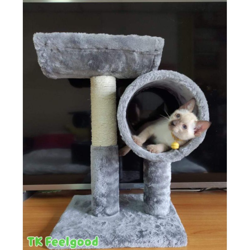 JAPAN🇯🇵 Cat Tower Climbable คอนโดแมว