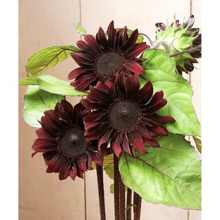 เมล็ด ทานตะวันสีแดงเข้ม - Darkest Red Sunflower F1