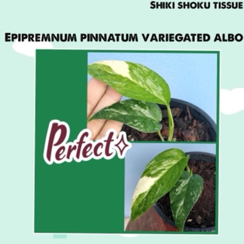 epipremnum pinnatum variegated albo (อิพิด่างขาว)