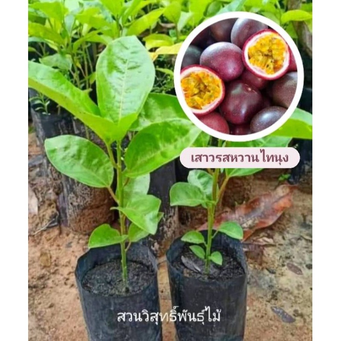 ต้นเสาวรสหวานสีม่วงพันธุ์ไทนุง 🍎1ชุด10ต้น200บาท