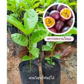 ต้นเสาวรสหวานสีม่วงพันธุ์ไทนุง 🍎1ชุด4ต้น100บาท