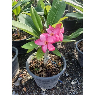 ต้นลีลาดี แคระFrangipani,Plumeria, Temple Tree,Graveyard Tree) เดอกหอมมาก ต้นเตี้ย สูง 45 ซม  กระถาง 10 นิ้ว ไม่เสียบยอด