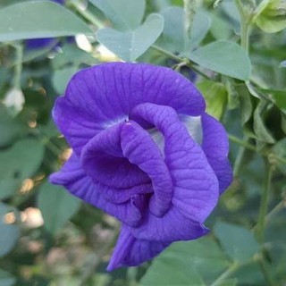 เมล็ด อัญชัน ดอกอัญชัน กลีบซ้อน 5 ชั้น ( Butterfly Pea)  บรรจุ 6 เมล็ด