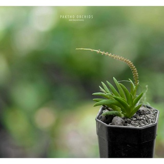 Oberonia   mucronata ไม้ชื้น ตกแต่ง terrarium