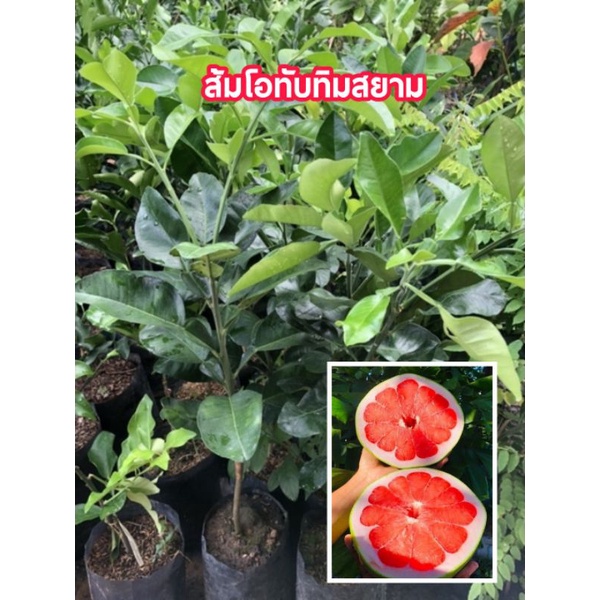 ส้มโอทับทิมสยามเสียบยอดพันธุ์แท้ถุงใหญ่