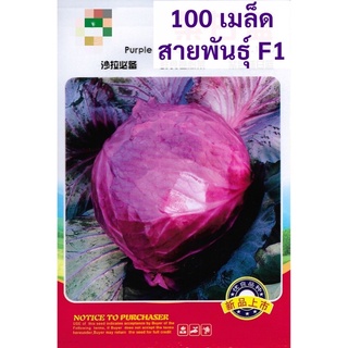 เมล็ด กะหล่ำม่วง กะหล่ำปสี สีม่วง  100 เมล็ด  Red cabbage  สายพันธุ์ F1