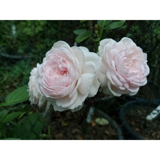 กุหลาบเฮอร์โซกิ้น​ คริสติน่า​ (Herzogin Christiana​ rose)​