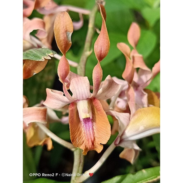 Nairat Orchid-กล้วยไม้ หวายเกลียว  ไม้หายาก กลีบบิด ออกดอกง่าย