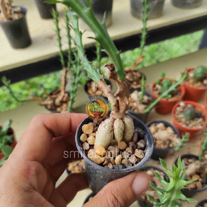 ยูโฟเบียโขดknuthiiในกระถาง2นิ้ว