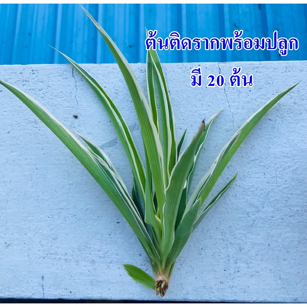 ต้นว่านเศรษฐีเรือนนอกติดรากพร้อมปลูก (Spider Plant / Airplane Plant)