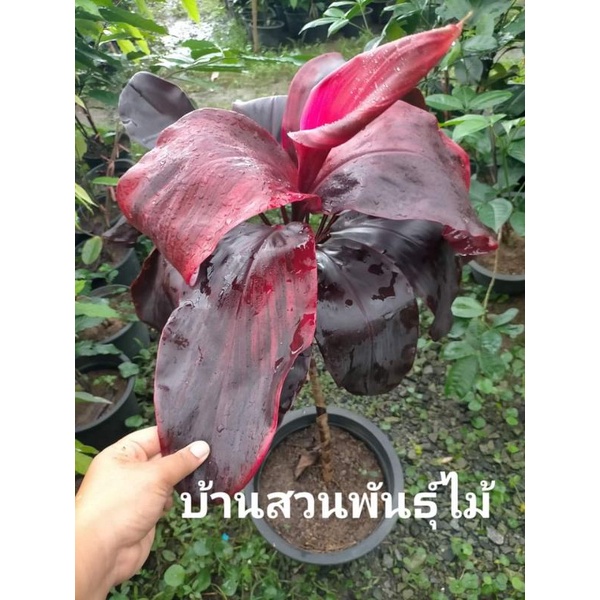 ต้นหมากผู้หมากเมีย ช้างแดง ต้นสูง 50-60 ซม. กระถาง 8 นิ้ว