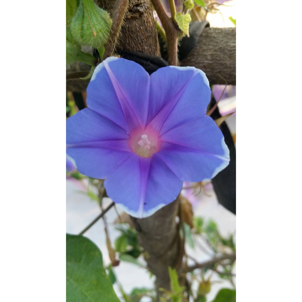 เมล็ดดอกไม้ เมล็ดมอร์นิ่งกลอรี่ สีม่วงคราม 50 เมล็ด - รูปที่ 2