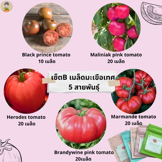 เมล็ดพันธ์ุมะเขือเทศ รวม5สายพันธุ์ เซ็ตB black prince tomato herodes tomato brandywine pink tomato marmande tomato