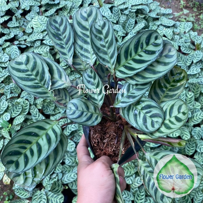 F222 คล้าม้าลายแคระ Calathea Roseopicta Plant  #ไม้มงคล ค้าขายร่ำรวย ช่วยฟอกอากาศ