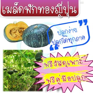 เมล็ดพันธุ์ ฟักทองญี่ปุ่น ฟรีวัสดุเพาะ ฟรีคู่มือปลูก  ( เมล็ด เมล็ดพันธุ์ เมล็ดผัก เม็ดผัก พีชสวนครัว เมล็ดฟักทอง ผักสวน