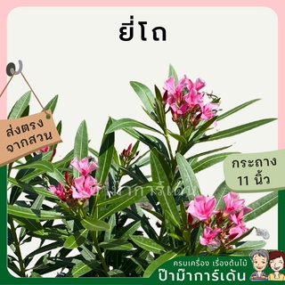 ยี่โถ ไม้แต่งสวนยอดนิยม ออกดอกสวน ใบสวย ออกดอกตลอดปี ไม้แดด