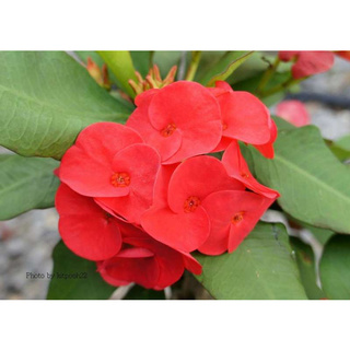 ต้นโป๊ยเซียน พันธุ์ดอกใหญ่ ขนาดดอก3ซมขึ้นไป สีแดงเลือดนก (Crown of thorns plant) ขนาด 25-30 ซม ส่งพร้อมกระถาง 8 นิ้ว