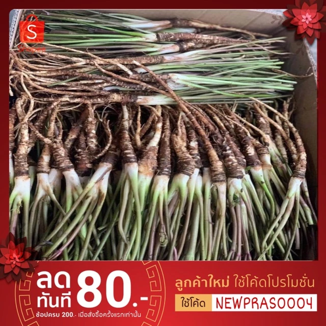 ตังกุยสดเพื่อสุขภาพ ราคาย่อมเยา พร้อมส่งสดจากสวน