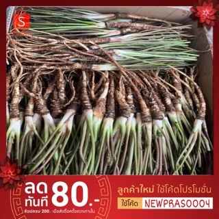 ตังกุยสดเพื่อสุขภาพ ราคาย่อมเยา พร้อมส่งสดจากสวน