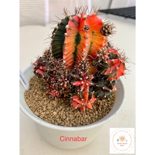 ยิมโนด่างไม้ชำหน่อโคลน Cinnabar เพชรแต้มสี