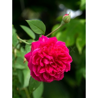 30 เมล็ด เมล็ดพันธุ์ กุหลาบ พันธุ์ กุหลาบมอญ สีแดง Damask Rose Seeds นำเข้าจากต่างประเทศ จัดส่งพร้อมคู่มือ