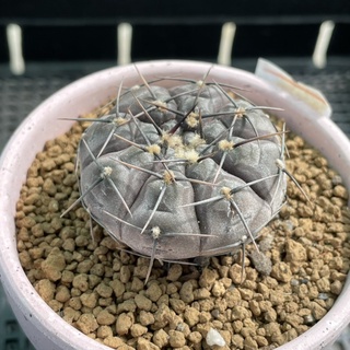 ยิมโนผิวเทาหายาก gymnocalycium esperanzae 🌚