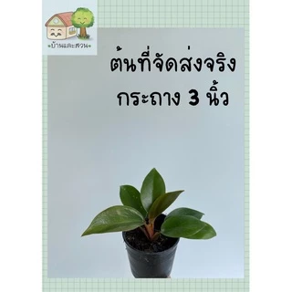 ต้นรวยโชค กระถาง 3 นิ้วและกระถาง 6 นิ้ว แพ๊คจัดส่งทั้งกระถาง ไม้มงคลแสงแดดรำไร ฟอกอากาศ