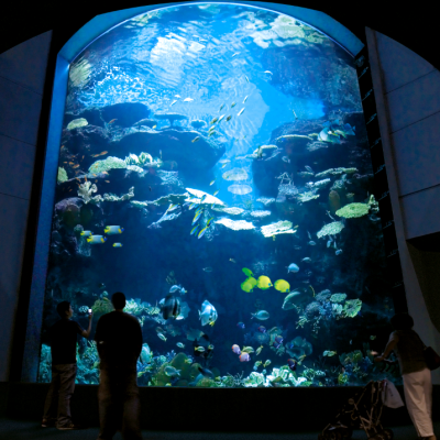[E-Ticket] บัตรเข้าชมSea Life Bangkok 📌 โค๊ดทักได้คะ หมดอายุ 31 พฤษภาคม 2568