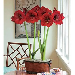 ว่านสี่ทิศฮอลแลนด์ Amaryllis Royal Velvet สินค้านำเข้า แช่เย็นแล้ว หัวขนาดใหญ่ สินค้าจำนวนจำกัด